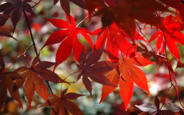 inspiring_autumn_leaves