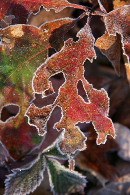 seasonal_decorating_with_frosted_leaves